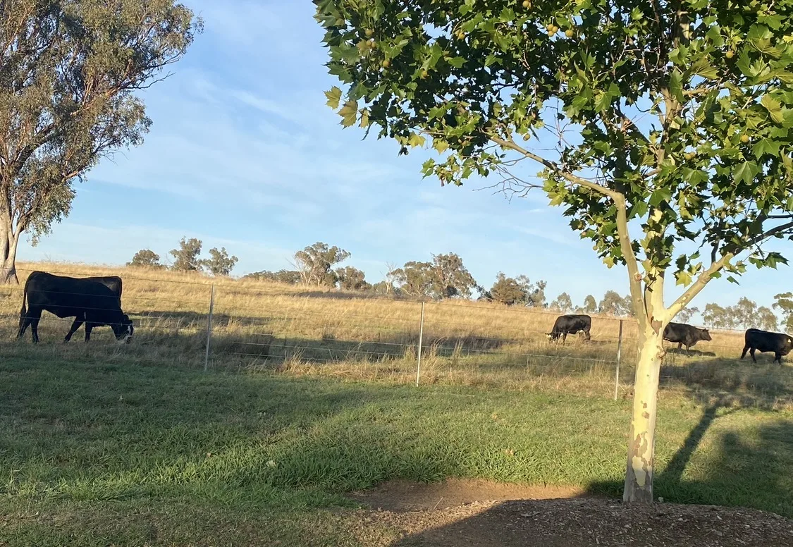 Goonoo Goonoo Station community photo 2 — image 2