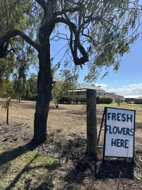 Featured image for Lilyvale Flower Farm