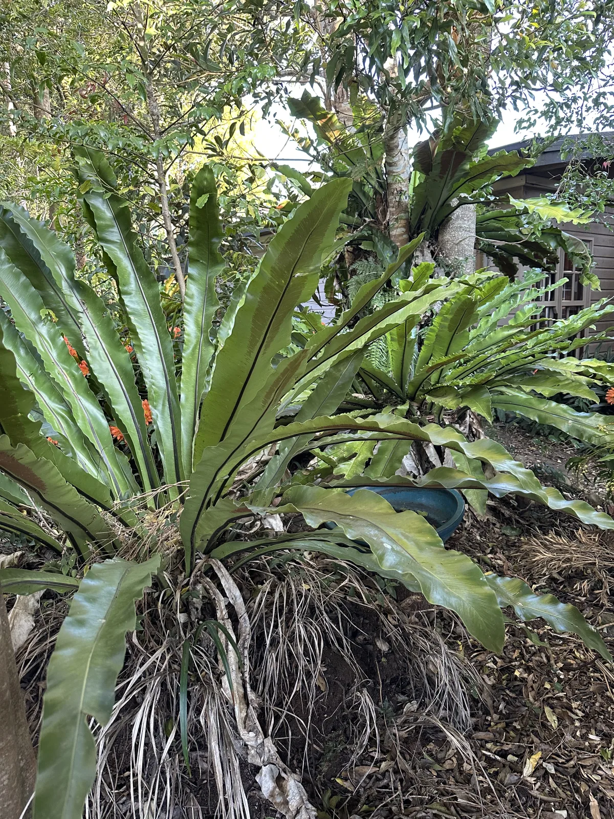 O’Reilly’s Rainforest Retreat community photo 8 — image 8