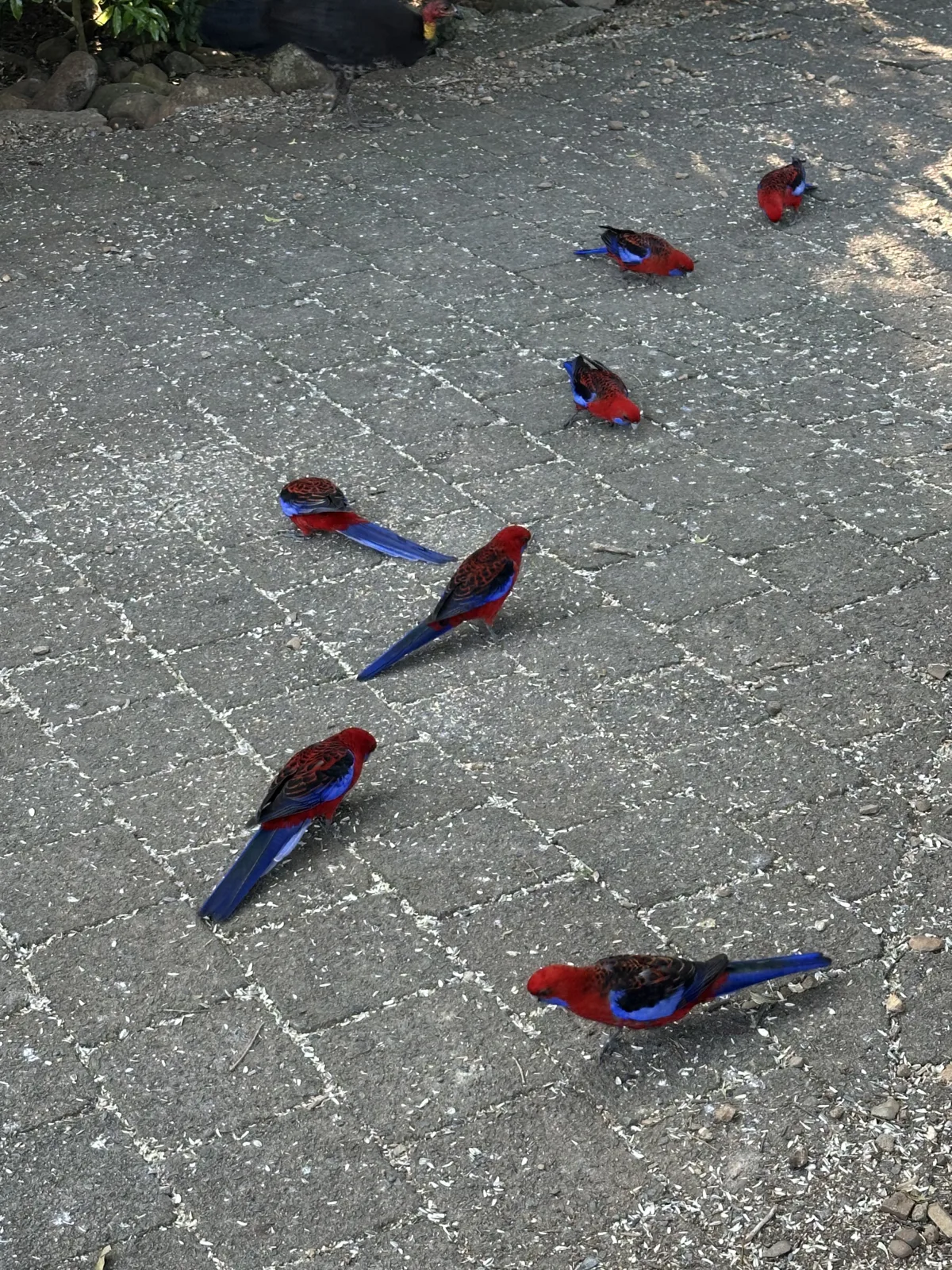 O’Reilly’s Rainforest Retreat community photo 15 — image 15