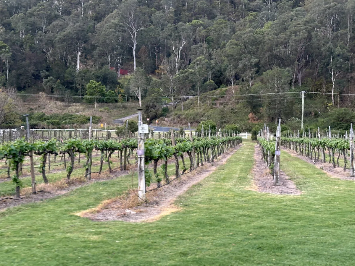 O’Reilly’s Canungra Valley Vibeyards community photo 3 — image 3