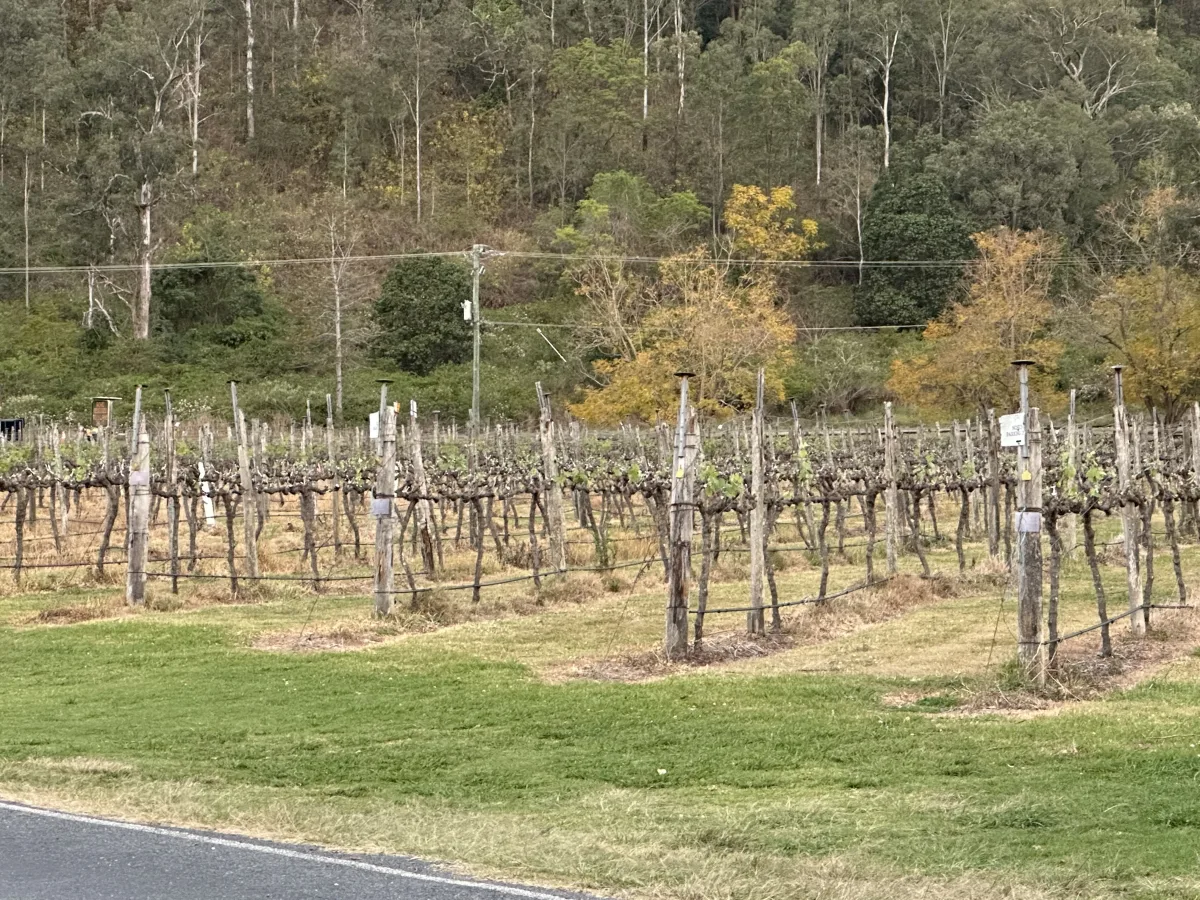 O’Reilly’s Canungra Valley Vibeyards community photo 5 — image 5