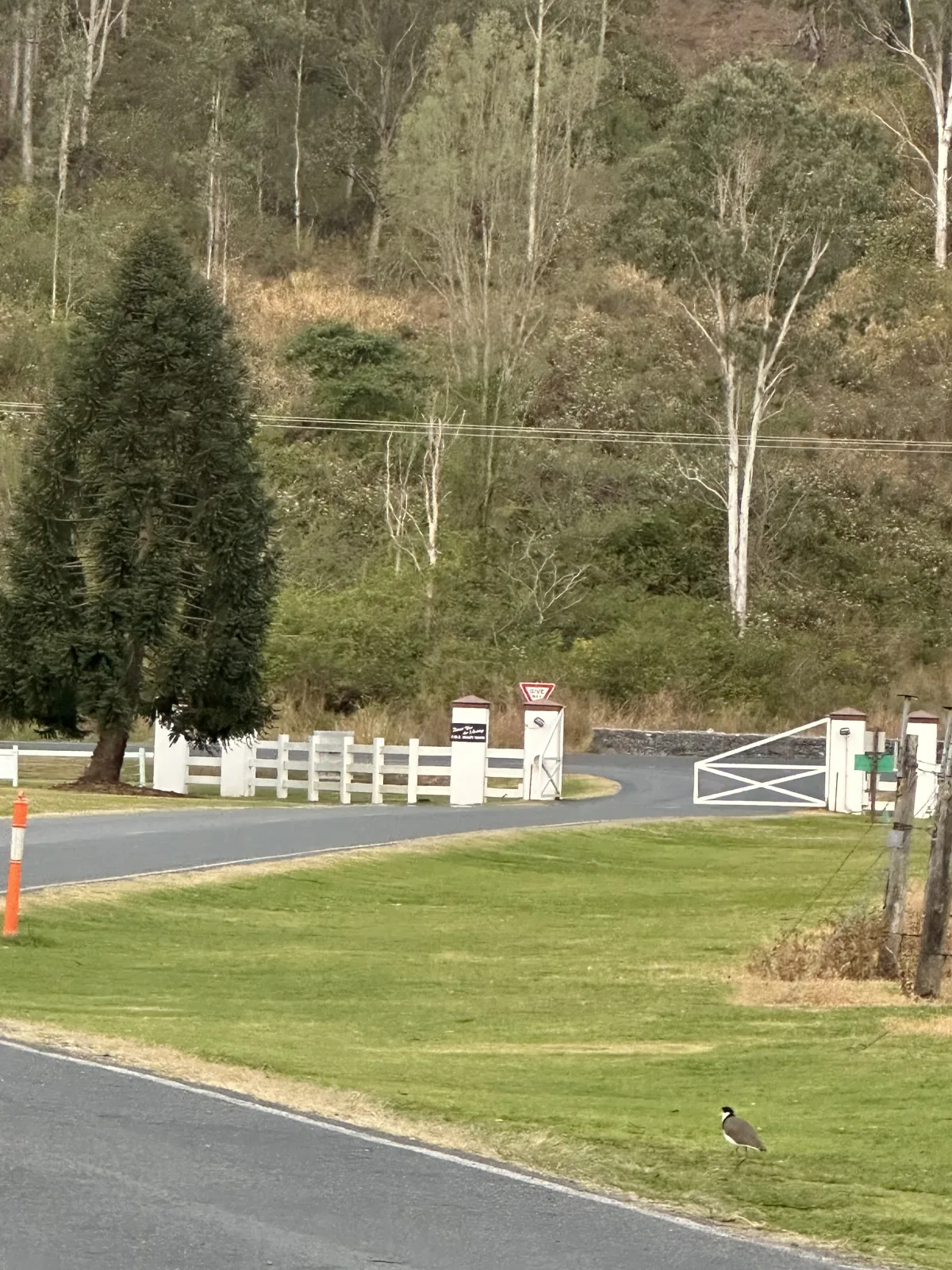 O’Reilly’s Canungra Valley Vibeyards community photo 6 — image 6