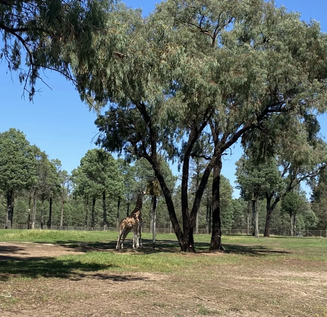 Taronga Western Plains Dubbo Zoo community photo 2 — image 2