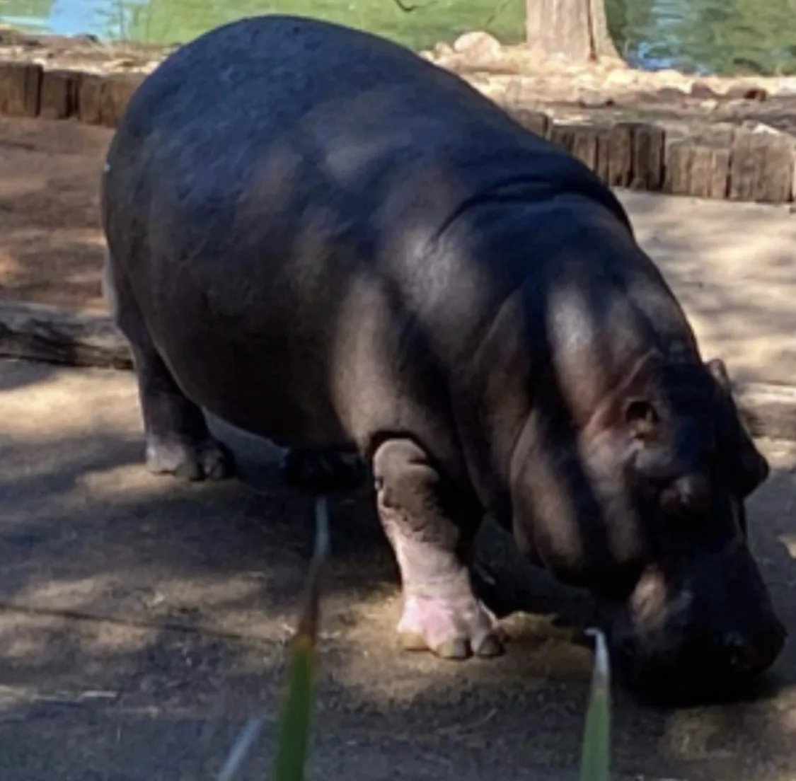 Taronga Western Plains Dubbo Zoo community photo 3 — image 3
