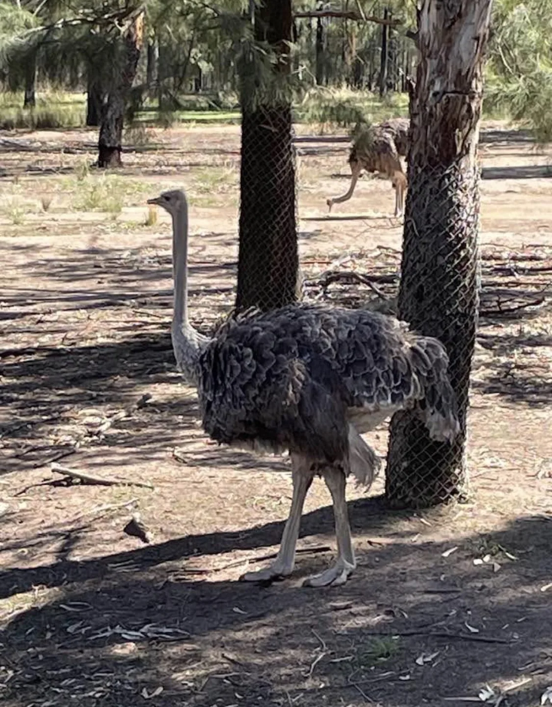 Taronga Western Plains Dubbo Zoo community photo 4 — image 4