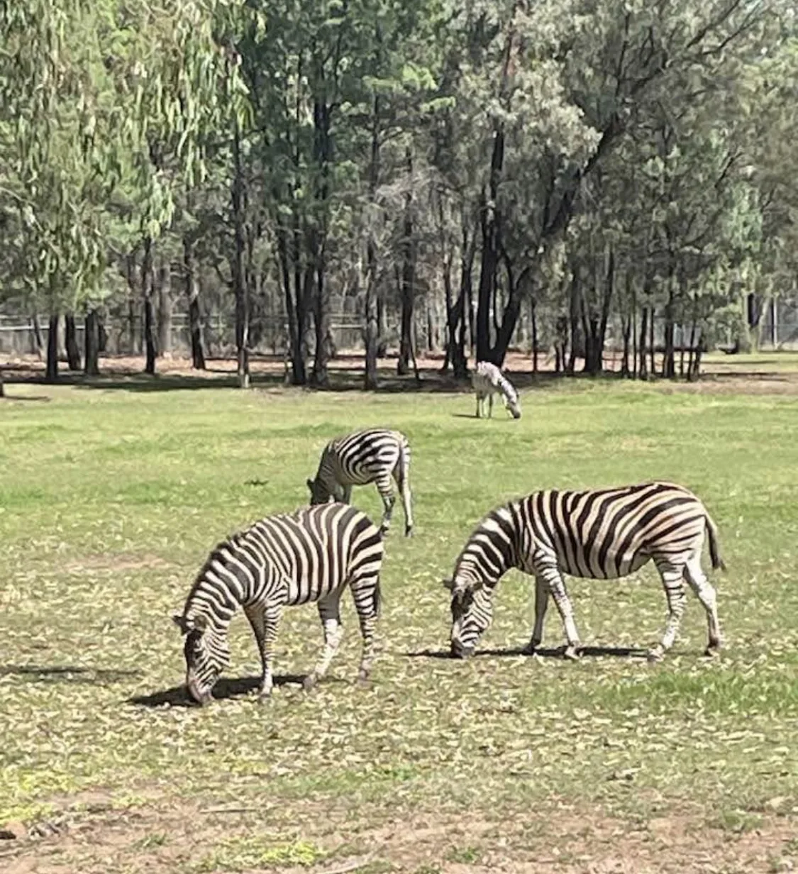 Taronga Western Plains Dubbo Zoo community photo 5 — image 5