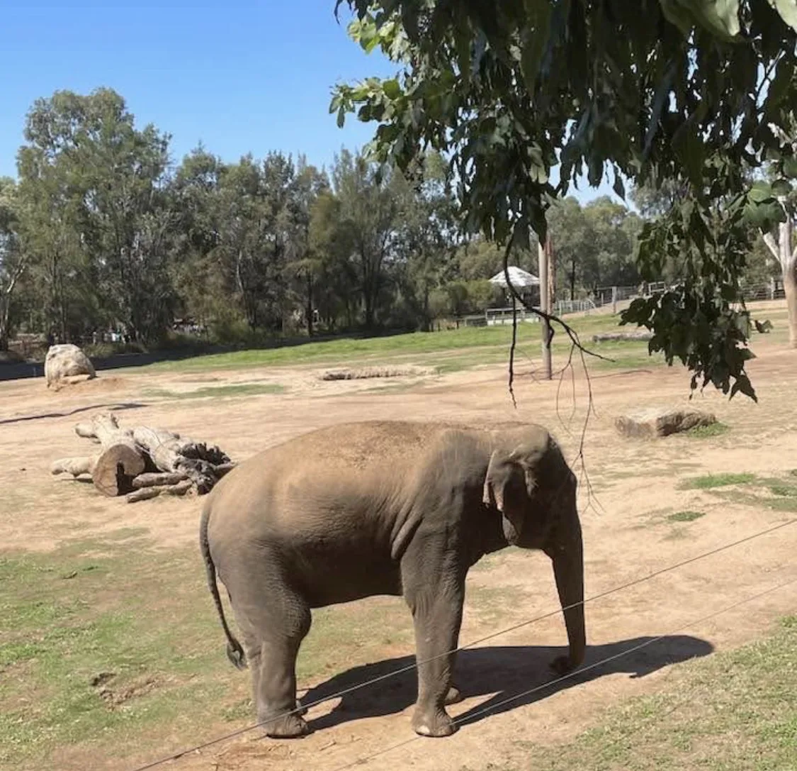Taronga Western Plains Dubbo Zoo community photo 6 — image 6