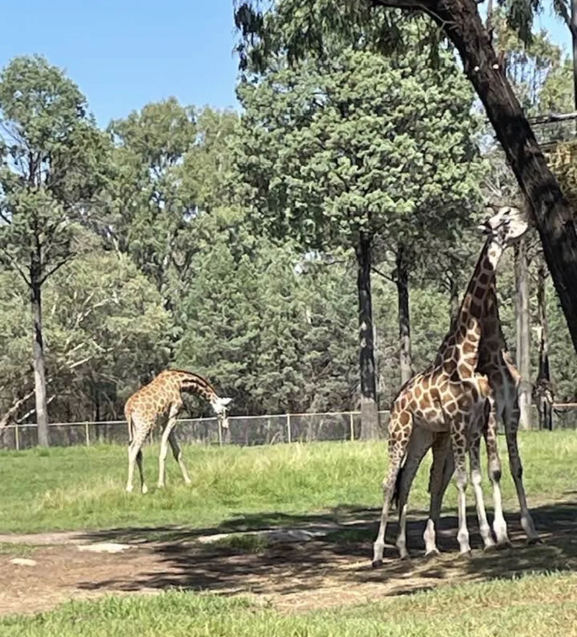 Taronga Western Plains Dubbo Zoo community photo 8 — image 8