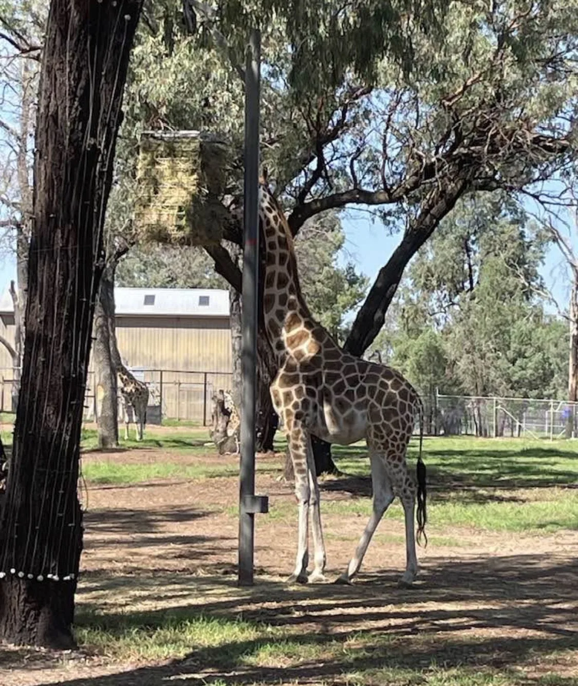 Taronga Western Plains Dubbo Zoo community photo 9 — image 9