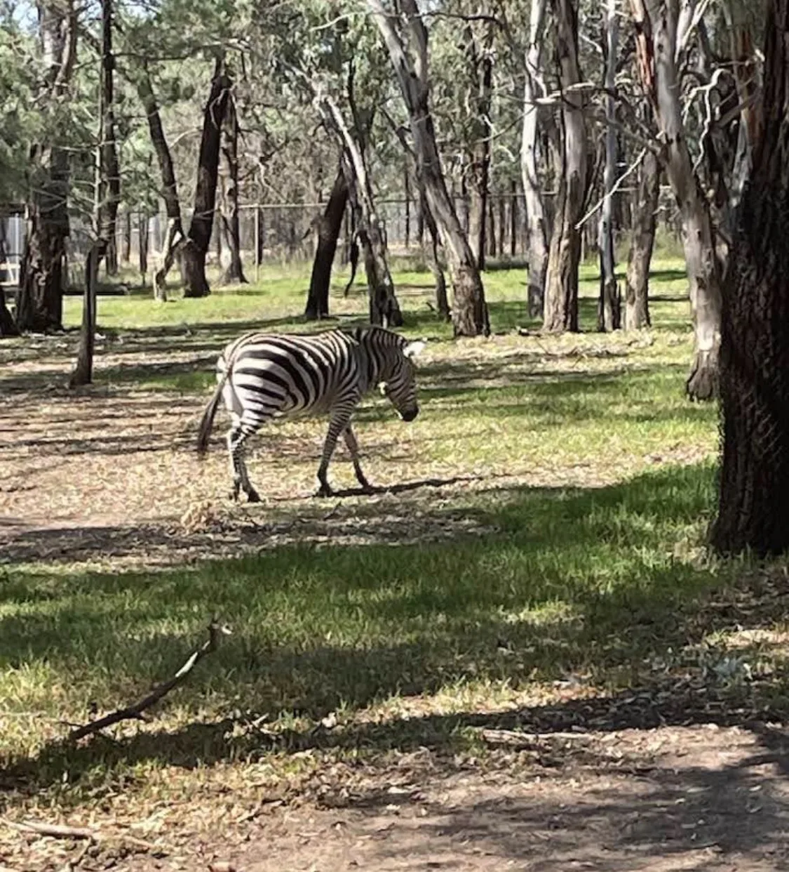 Taronga Western Plains Dubbo Zoo community photo 10 — image 10