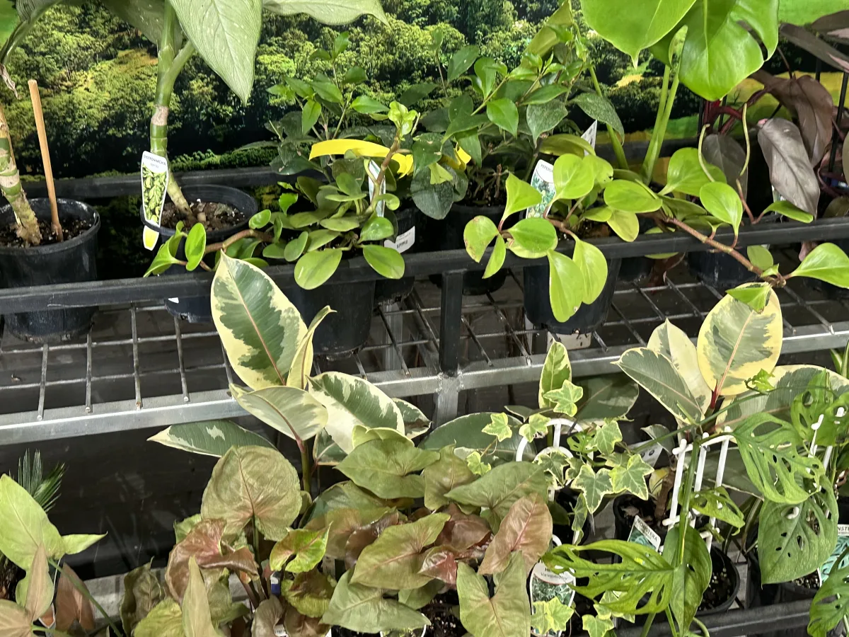 Photo 5 of Tropical Fruit World