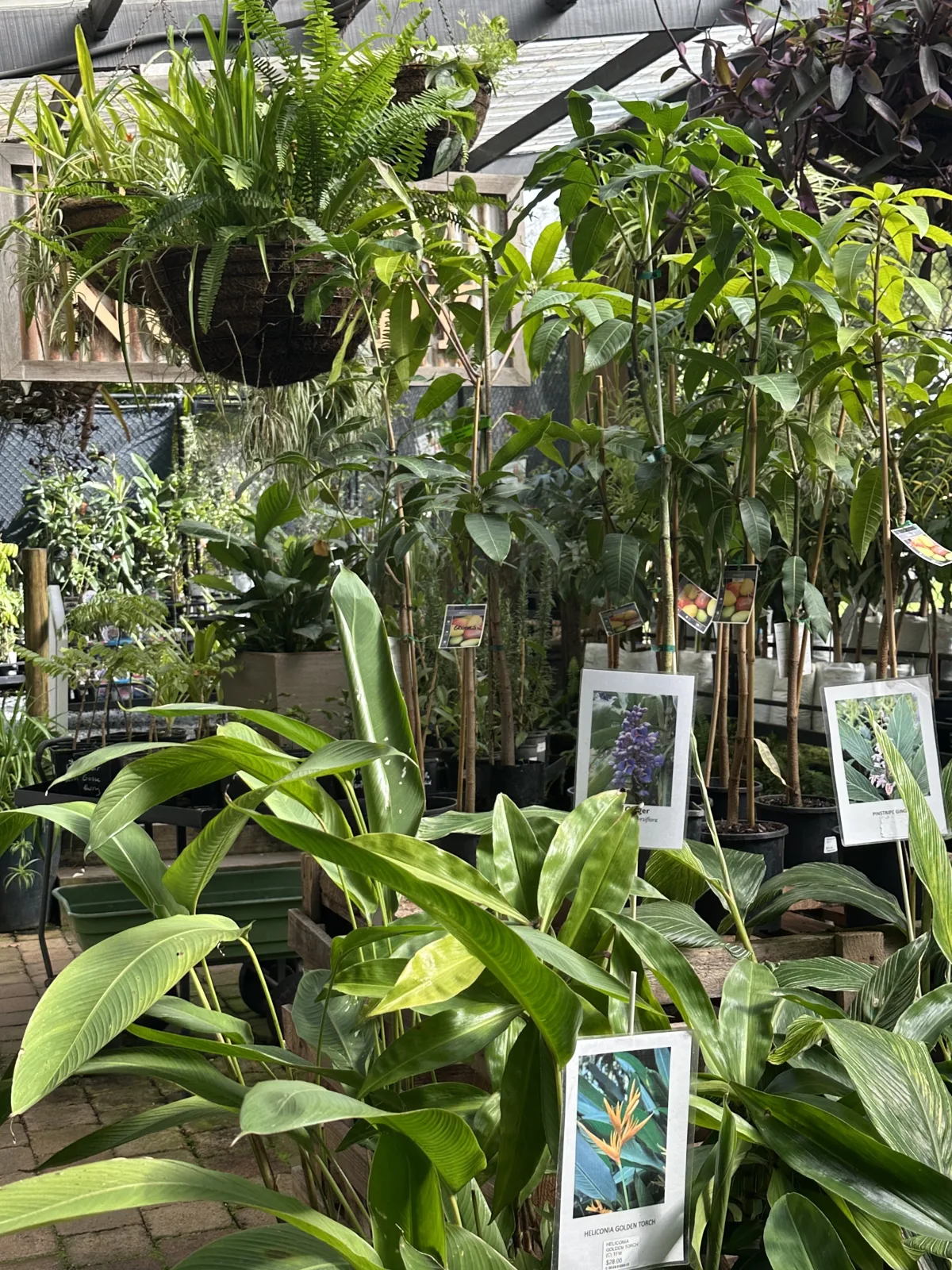 Photo 6 of Tropical Fruit World