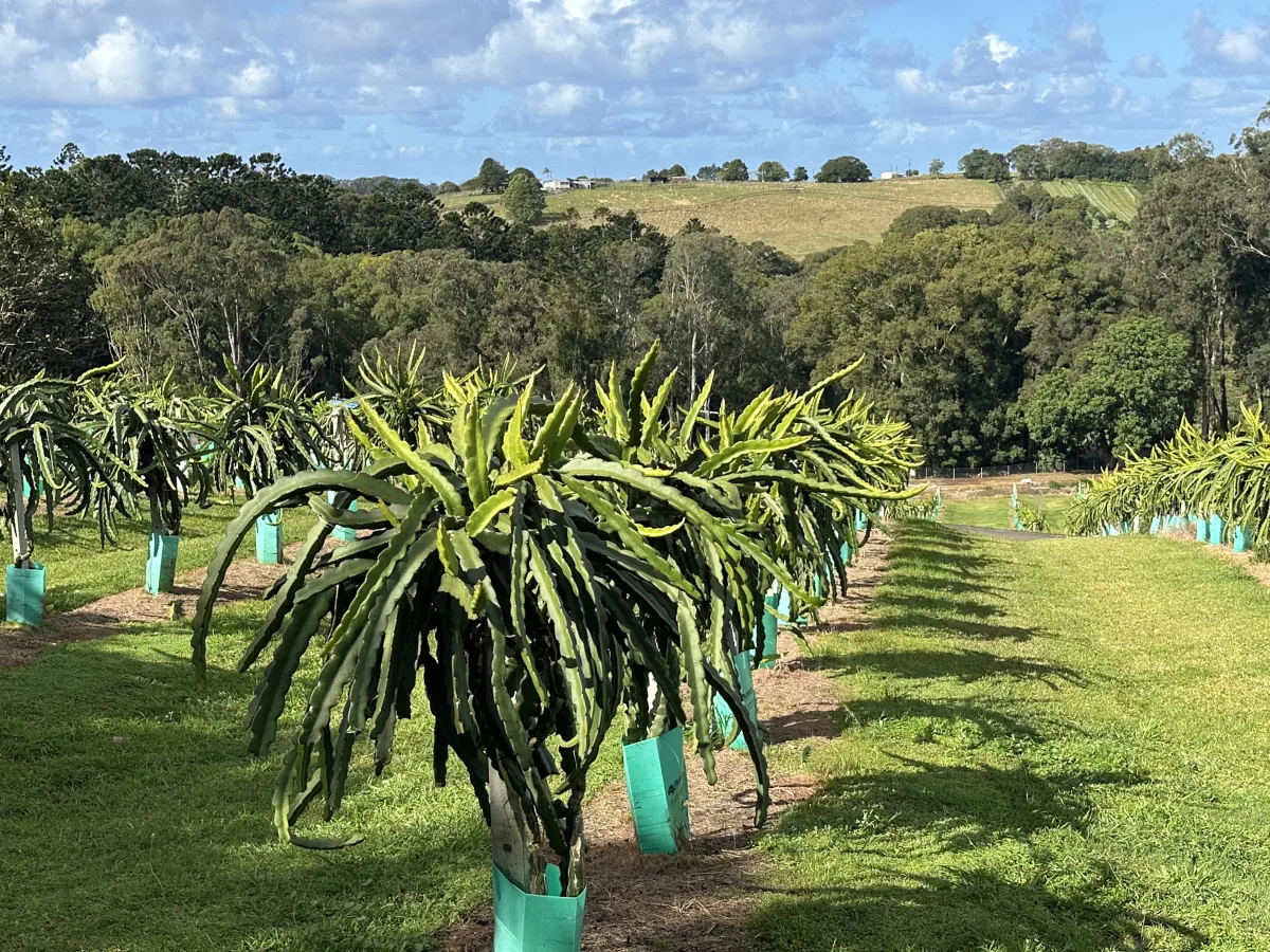 Photo 13 of Tropical Fruit World