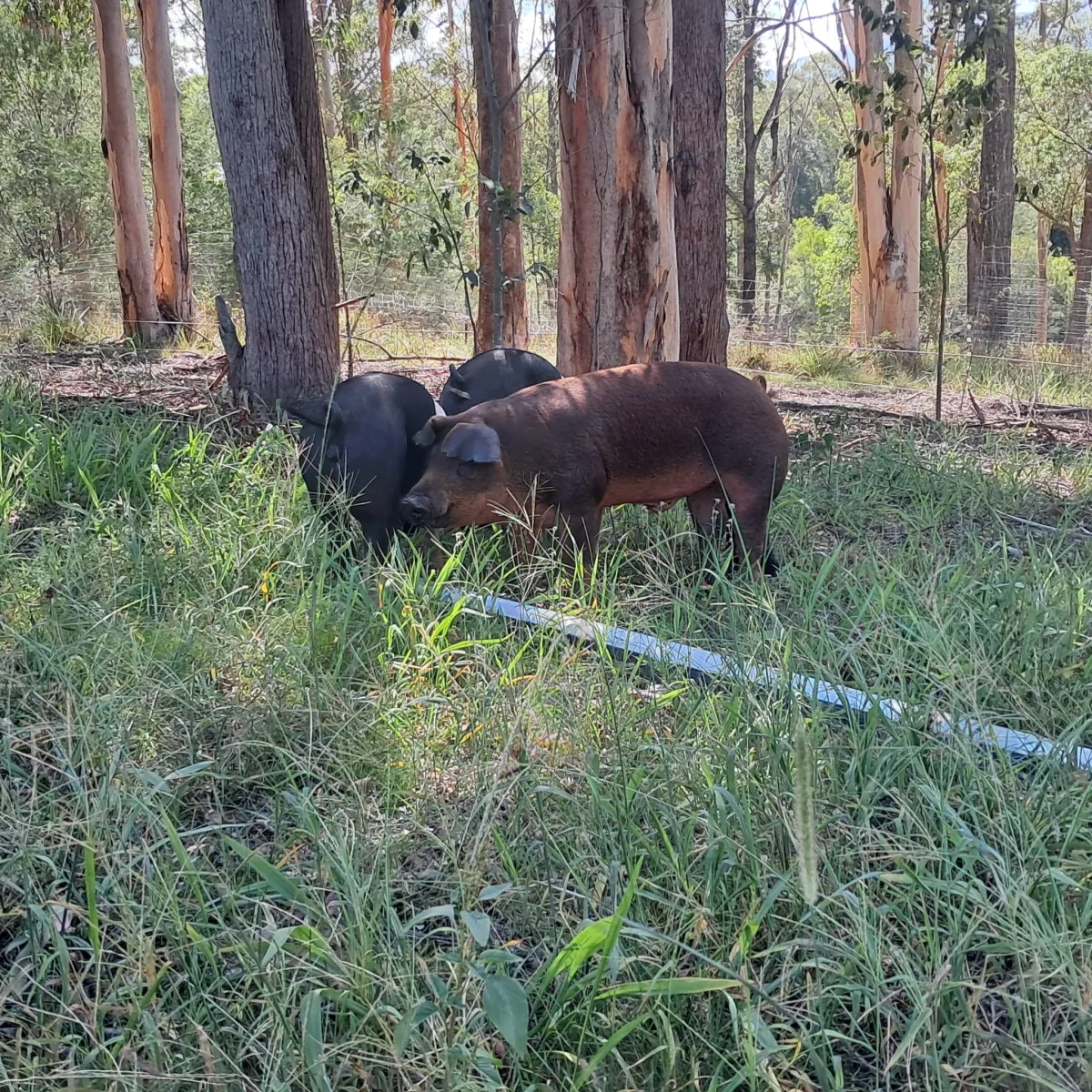 Ochre Ridge Premium Pastured Pork — image 1