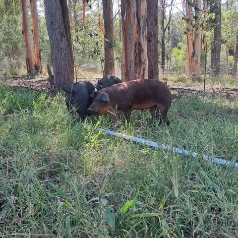 Ochre Ridge Premium Pastured Pork