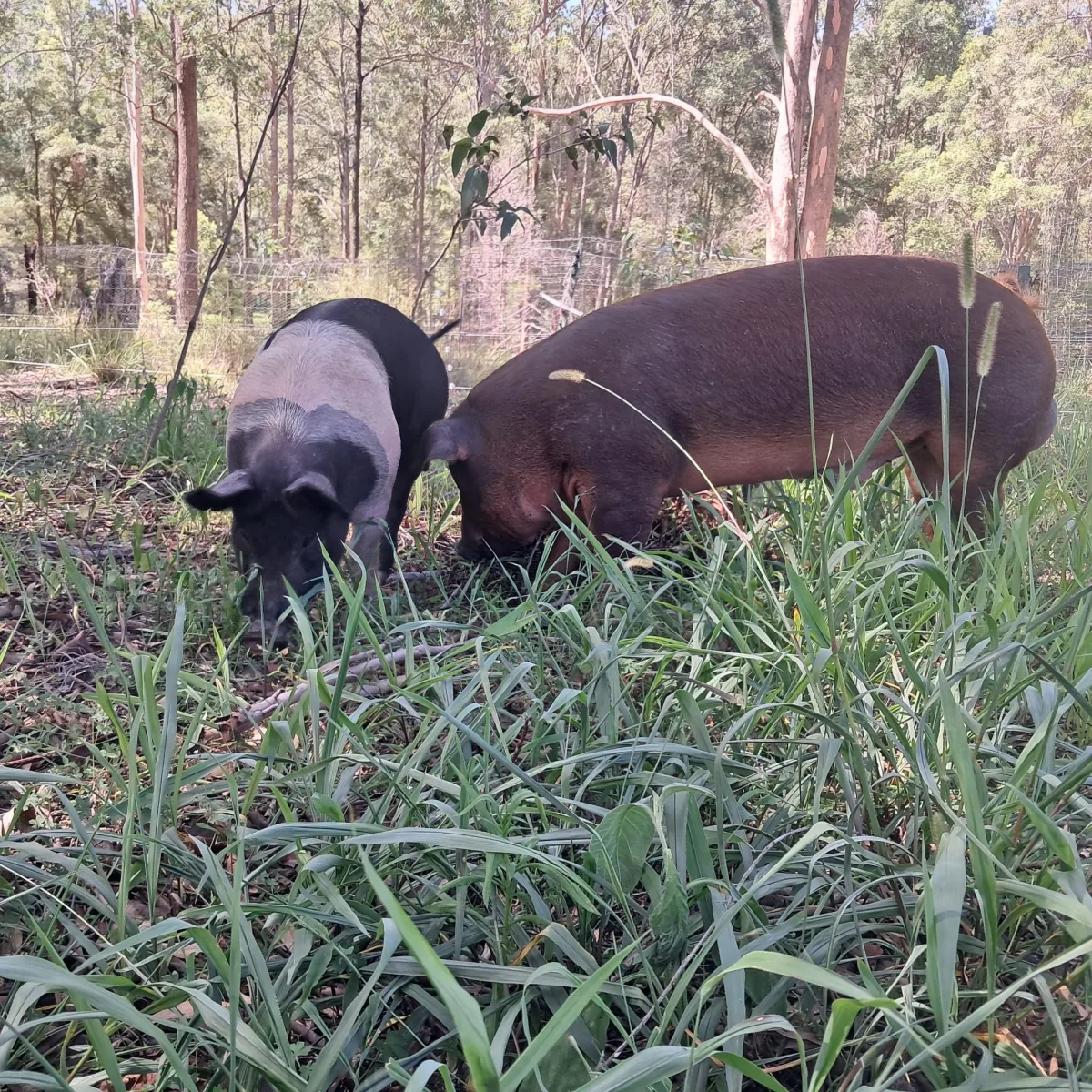 Ochre Ridge Premium Pastured Pork — image 2