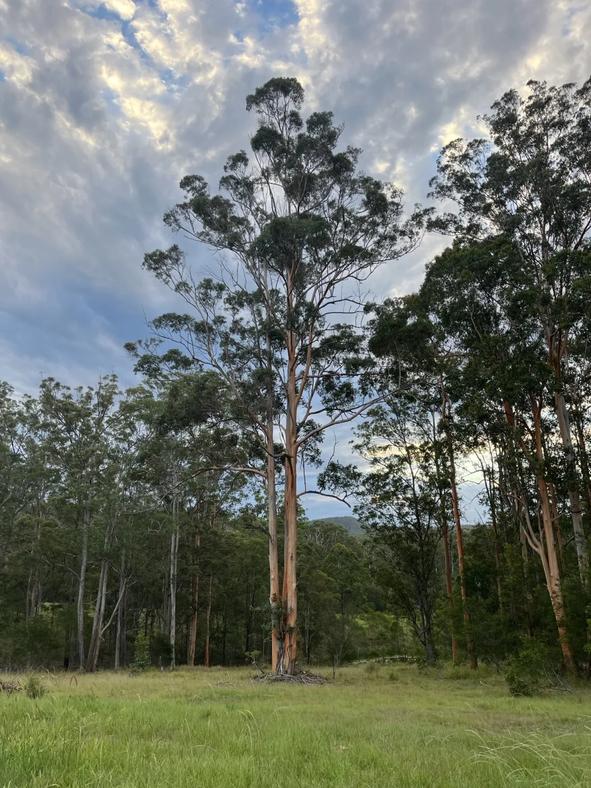 Ochre Ridge Premium Pastured Pork — image 3