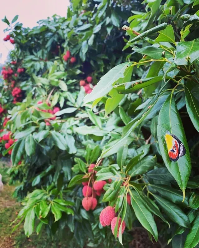 Photo 2 of Gamble Family Lychees