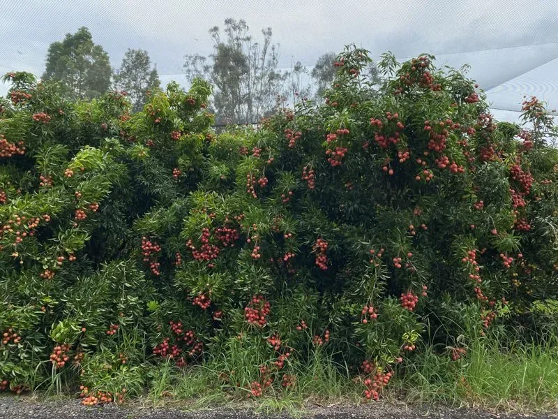 Photo 3 of Gamble Family Lychees