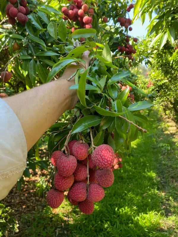 Photo 4 of Gamble Family Lychees