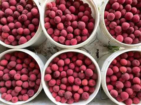 Featured image for Gamble Family Lychees