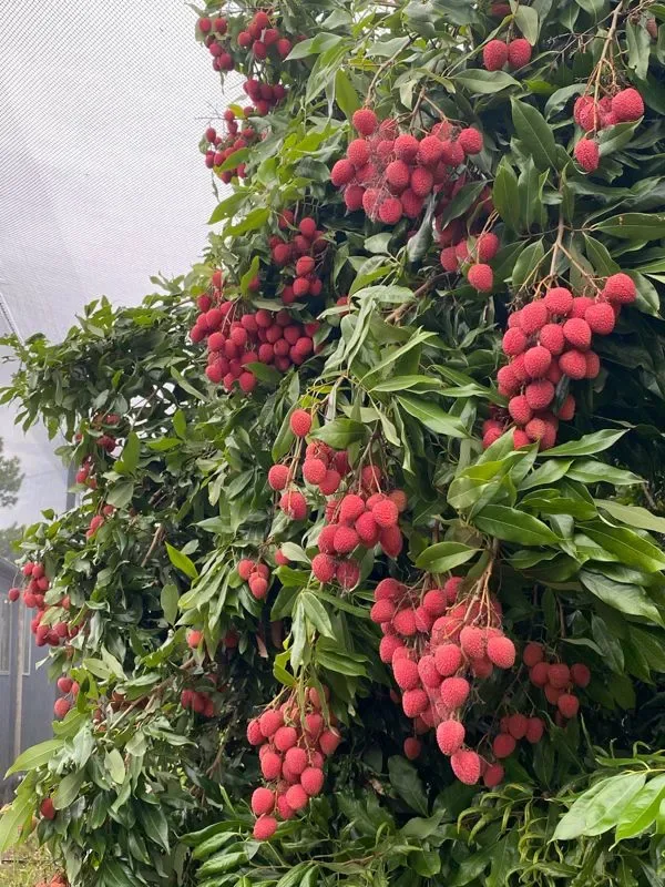 Photo 7 of Gamble Family Lychees