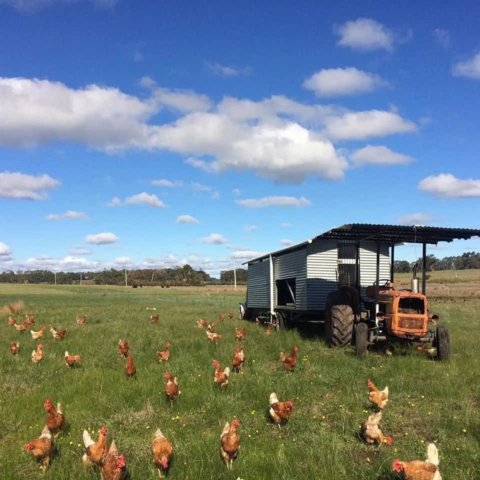 Open range egg farming system — image 2