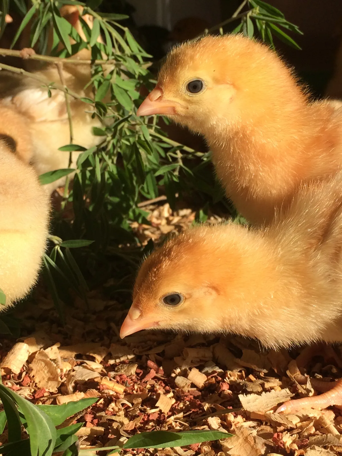 healthy chickens — image 3
