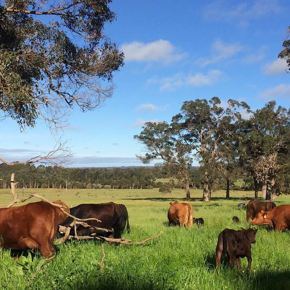 healthy cattle — image 4