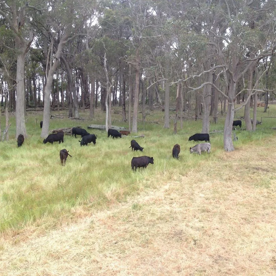 cattle — image 1