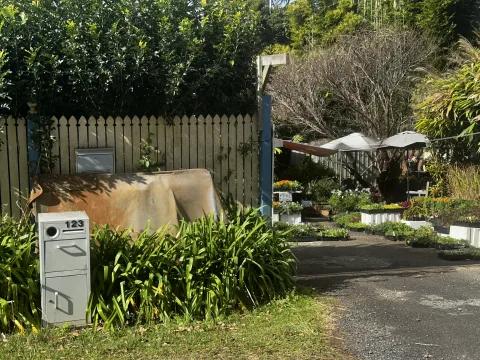 Featured image for The Plant Stand