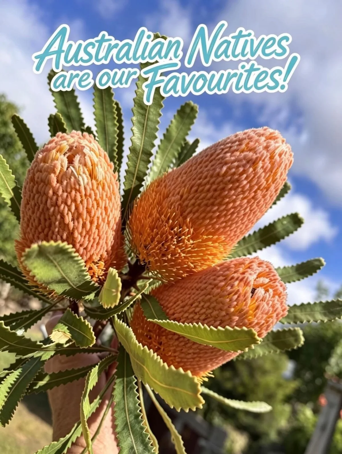 Photo 4 of Blooms in the Bush - Flower Farm & Florist