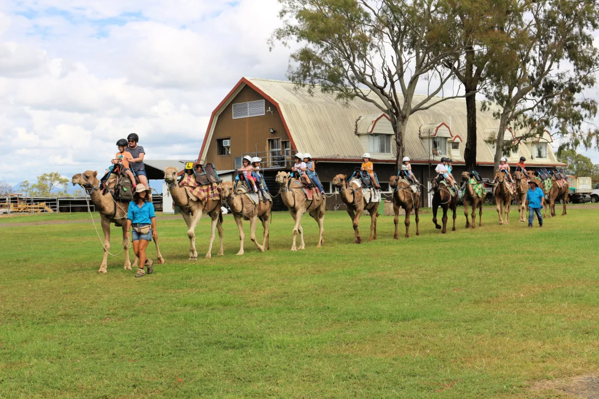 Camel Rides Brisbane — image 3