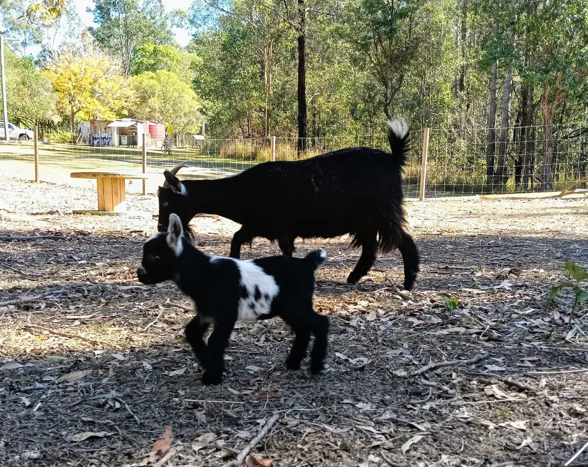 Photo 3 of Hidden Creek Farm