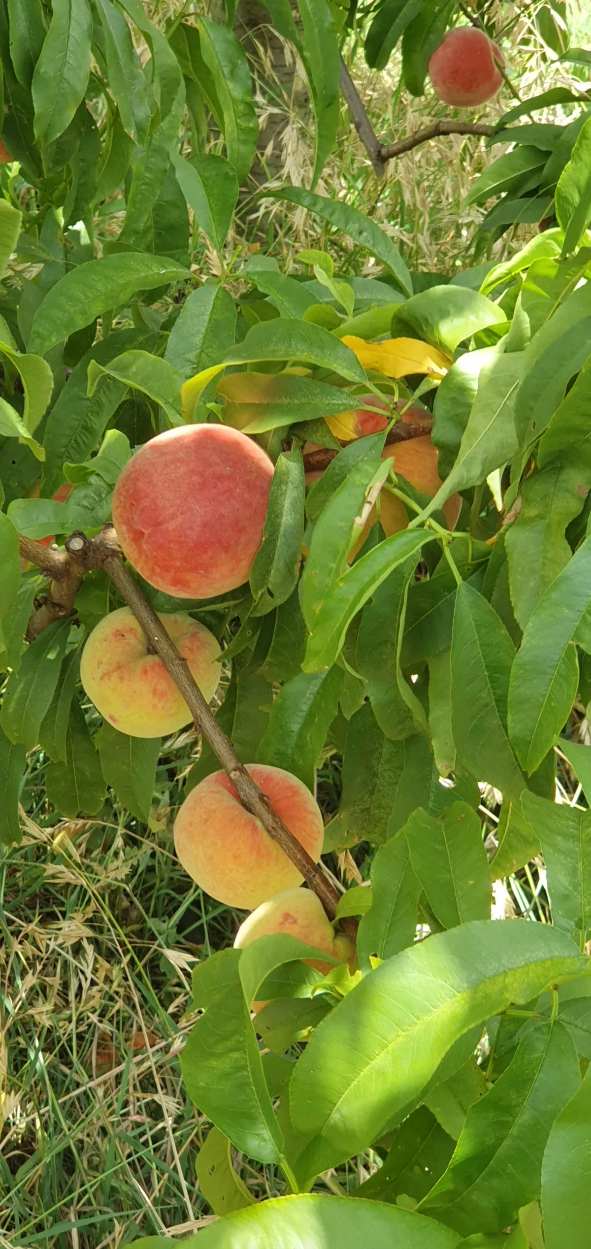 Fresh, juicy and full of flavour — picked at the perfect time for you to enjoy — image 7
