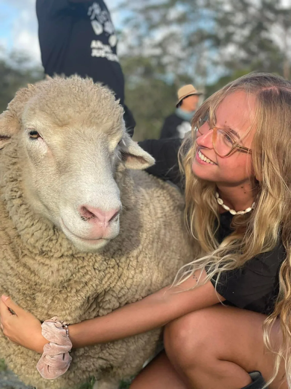 Meet our sheep