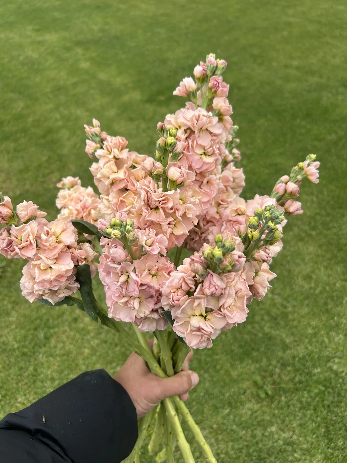 Photo 2 of Bloomin Fresh