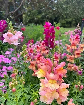 Tamborine Flower Farm featured photo
